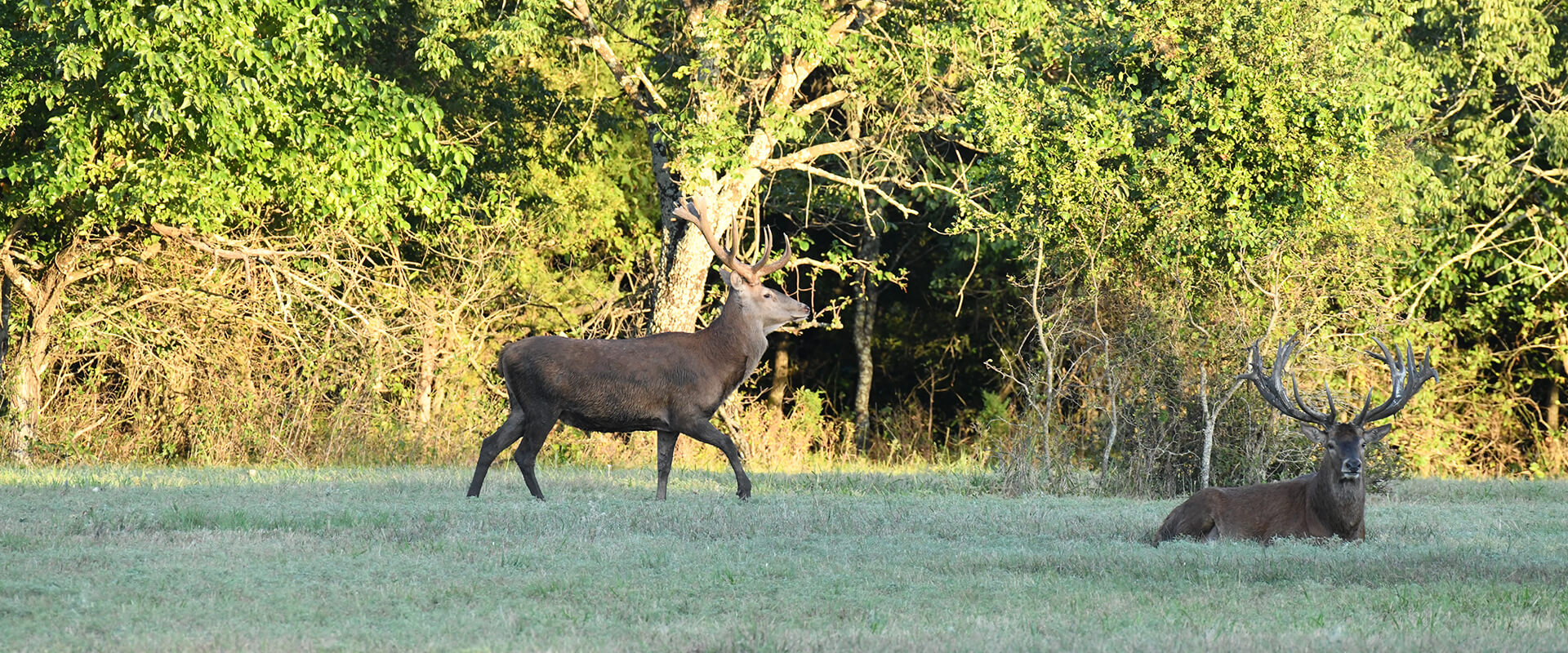 Red Stag Hunts Red Stag Hunts