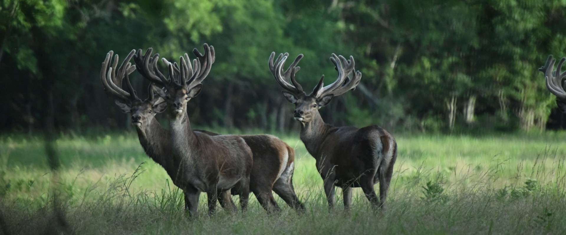 SMBC Ranch Photo Gallery