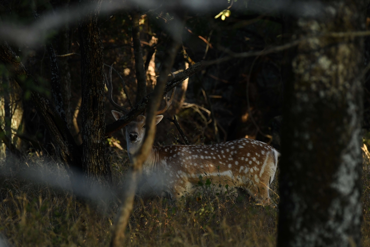Fallow Deer Hunts