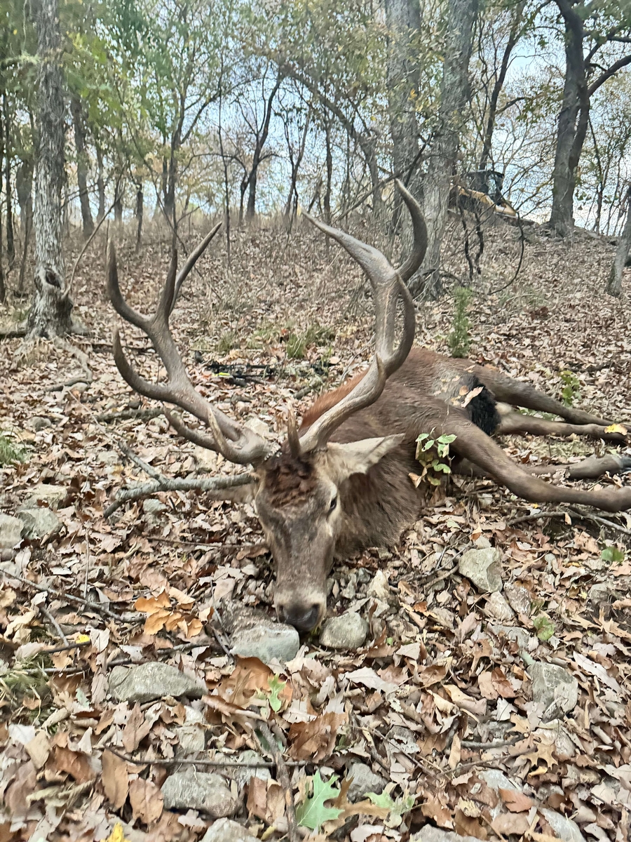 Trophy Red Stag Hunts Trophy Red Stag Hunts