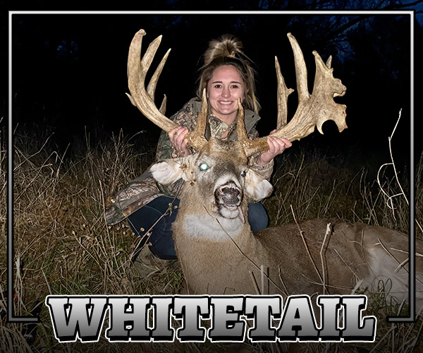 Whitetail